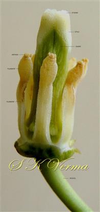  Stamens and Pistil